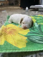 Buff Parti #2, a male Cocker Spaniel for sale in New Braunfels, TX – 1 of 4