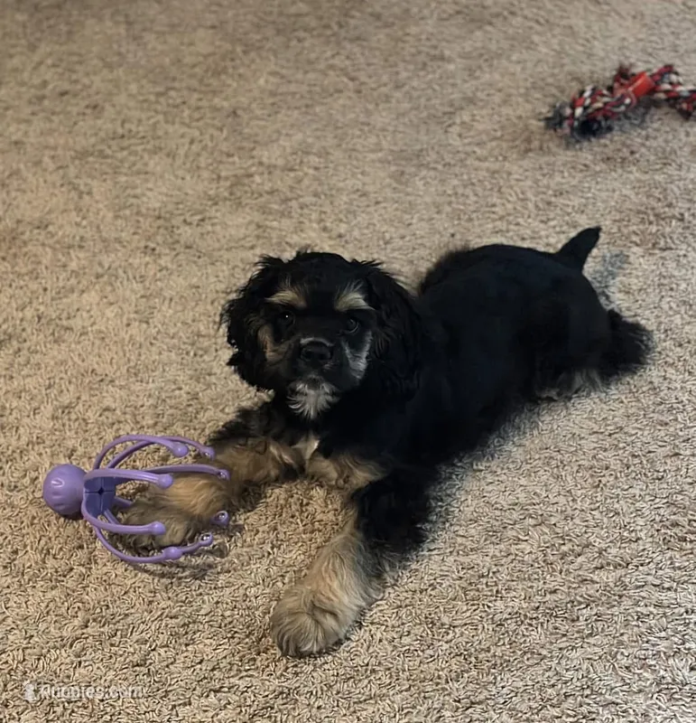 Brooklyn – Cocker Spaniel puppy for sale in New Braunfels, TX