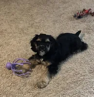 Brooklyn, a female Cocker Spaniel for sale in New Braunfels, TX – 1 of 1