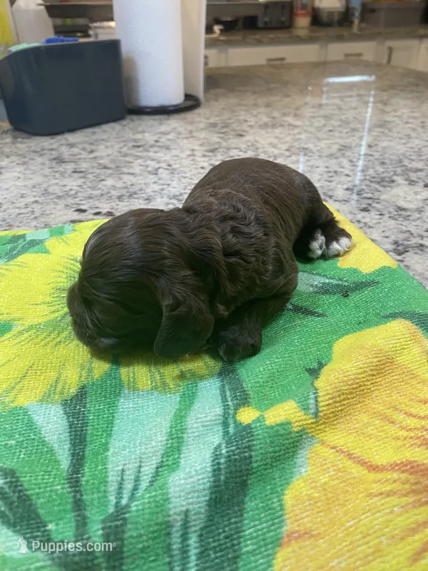 Chocolate  – Cocker Spaniel puppy for sale in New Braunfels, TX