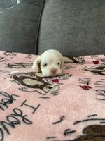 Buff Parti, a male Cocker Spaniel for sale in New Braunfels, TX – 1 of 4