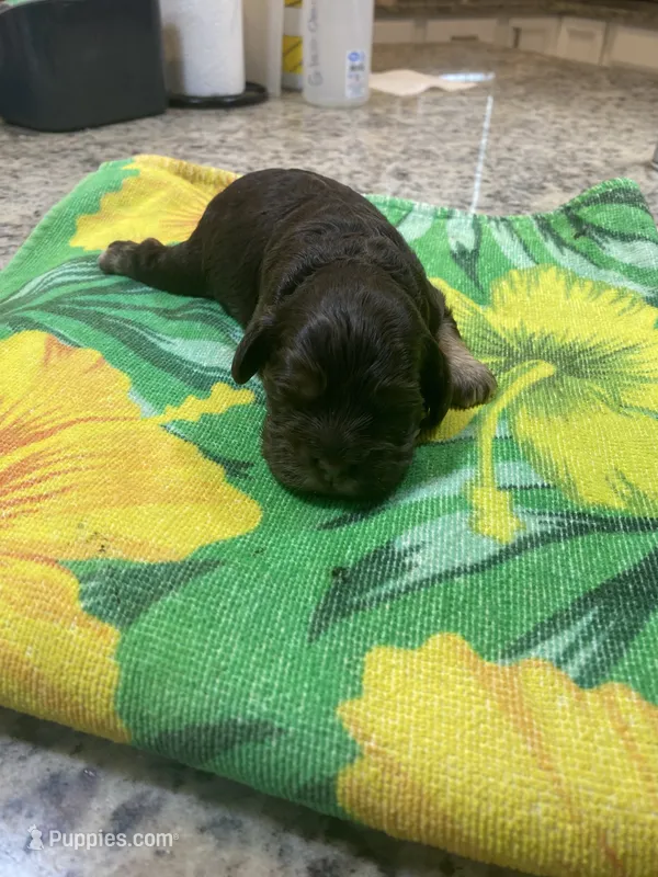 Chocolate Tan Point – Cocker Spaniel puppy for sale in New Braunfels, TX