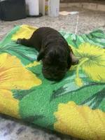 Chocolate Tan Point, a female Cocker Spaniel for sale in New Braunfels, TX – 1 of 5