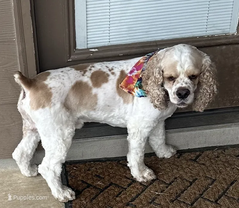 Kairo – Cocker Spaniel puppy for sale in New Braunfels, TX