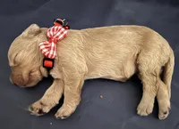 Maple, a female Goldendoodle for sale in Grass Valley, CA – 2 of 5