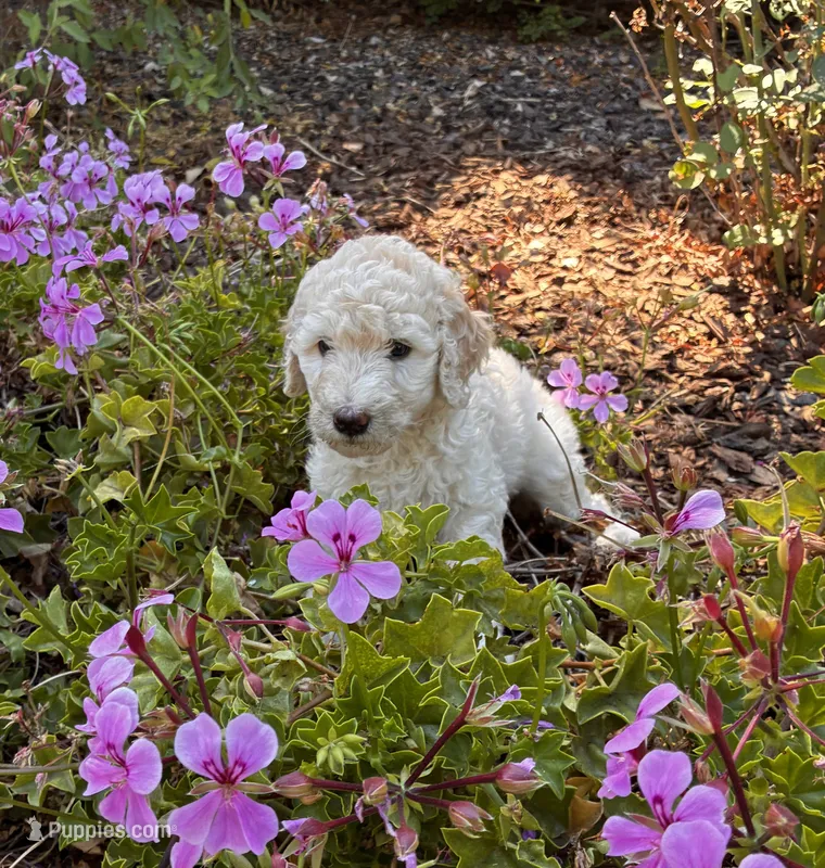 Opal – Goldendoodle puppy for sale in Grass Valley, CA