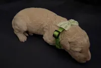 Opal, a female Goldendoodle for sale in Grass Valley, CA – 2 of 5