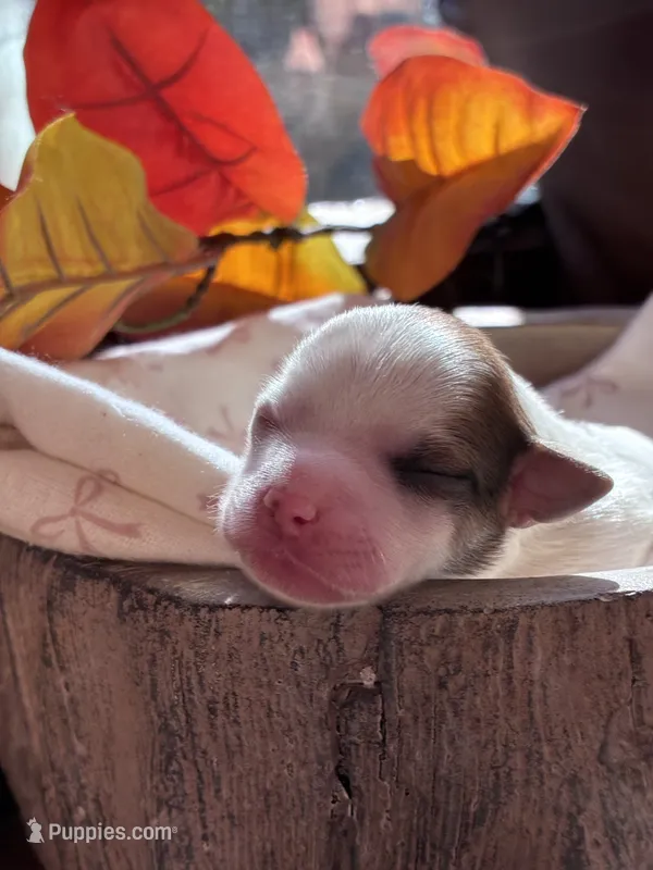 Snowflake – Yorkshire Terrier puppy for sale in Grass Valley, CA