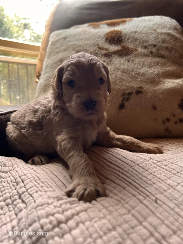 Maple – Goldendoodle puppy for sale in Grass Valley, CA