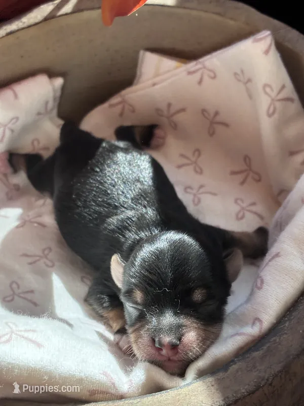 Pepper – Yorkshire Terrier puppy for sale in Grass Valley, CA