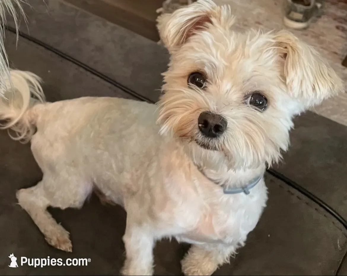Mocha, a male Yorkshire Terrier for sale in Grass Valley, CA – 5 of 5