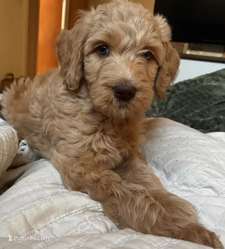Maple – Goldendoodle puppy on hold in Grass Valley, CA