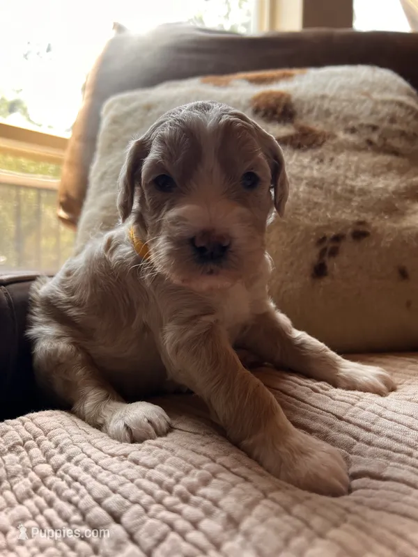 Meadow – Goldendoodle puppy for sale in Grass Valley, CA
