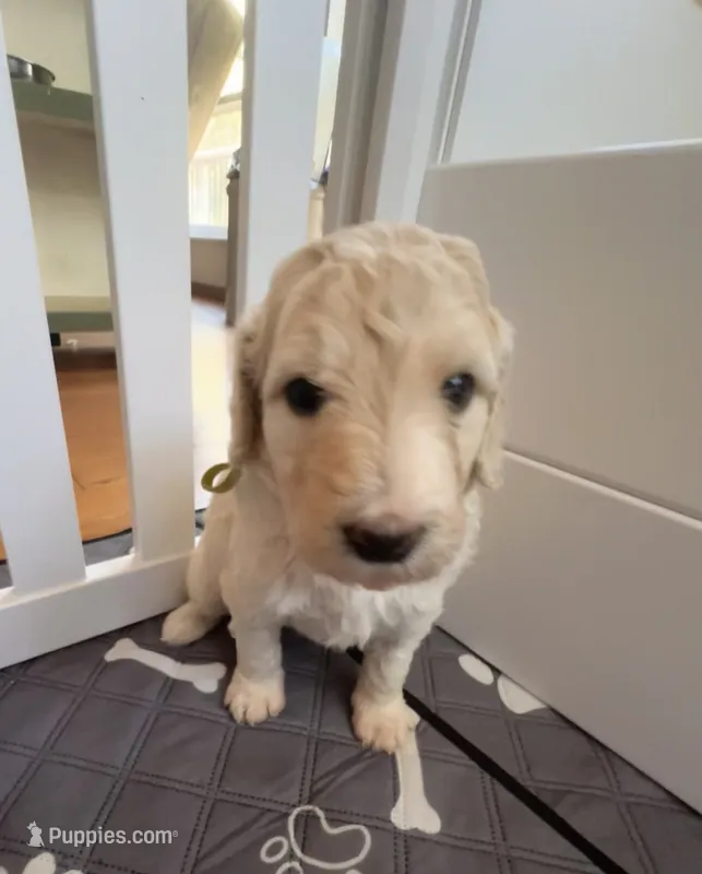 Opal – Goldendoodle puppy for sale in Grass Valley, CA