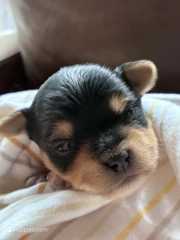 Mocha – Yorkshire Terrier puppy for sale in Grass Valley, CA