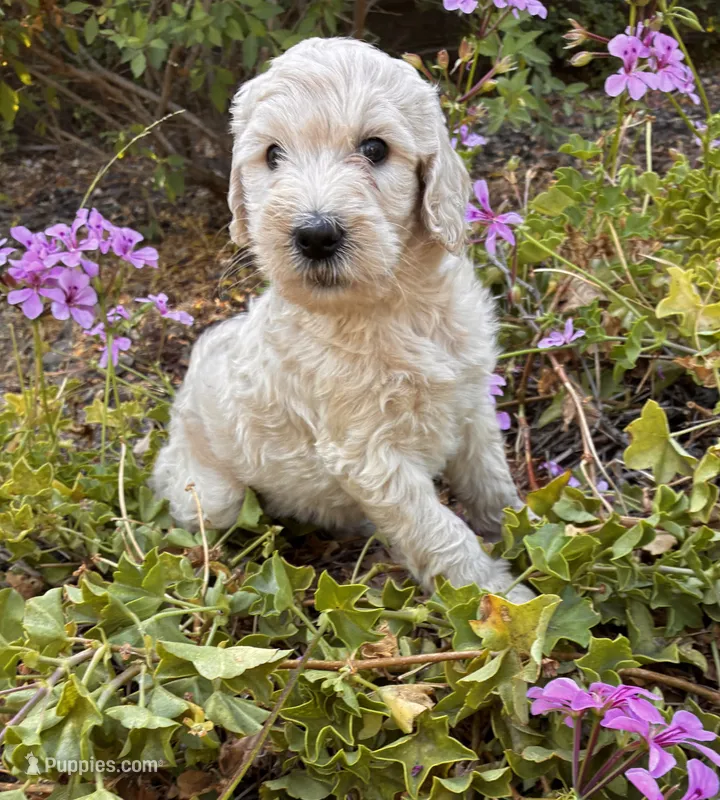 Aspen – Goldendoodle puppy for sale in Grass Valley, CA
