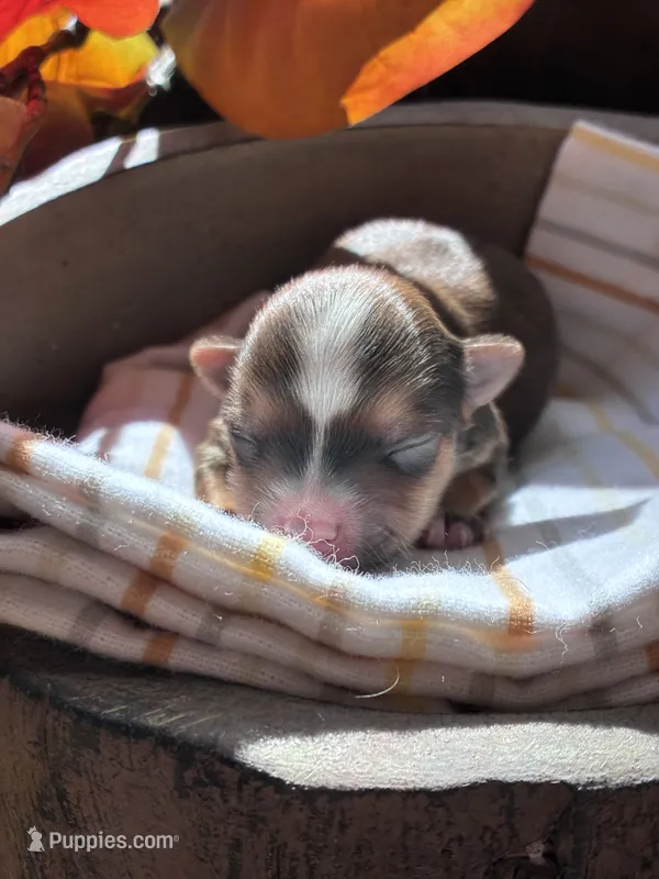 Cocoa – Yorkshire Terrier puppy for sale in Grass Valley, CA
