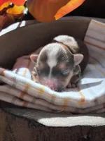 Cocoa, a male Yorkshire Terrier for sale in Grass Valley, CA – 1 of 5