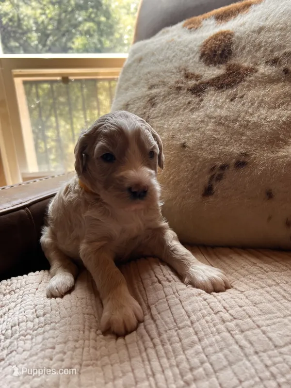 Willow – Goldendoodle puppy for sale in Grass Valley, CA