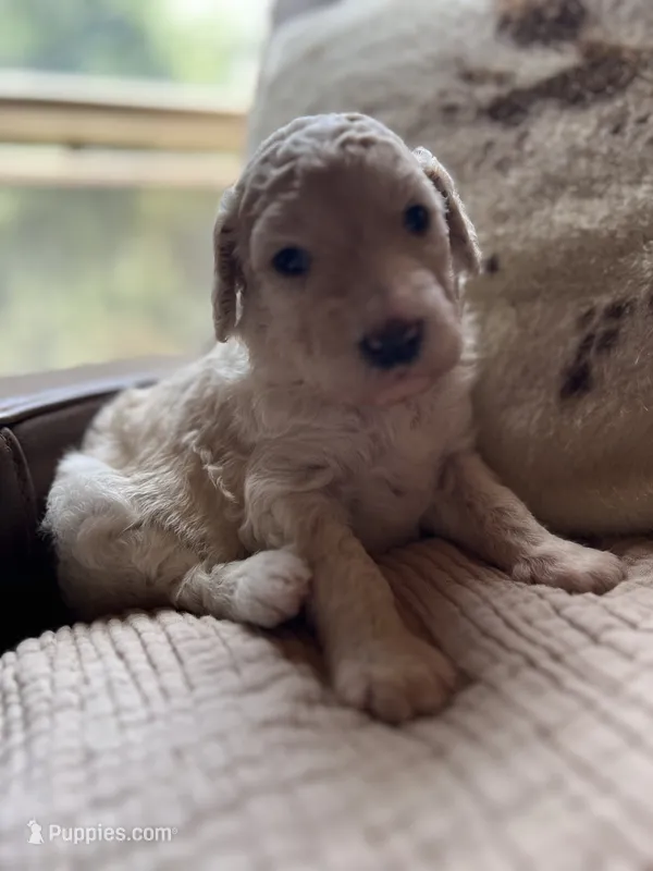 Opal – Goldendoodle puppy for sale in Grass Valley, CA