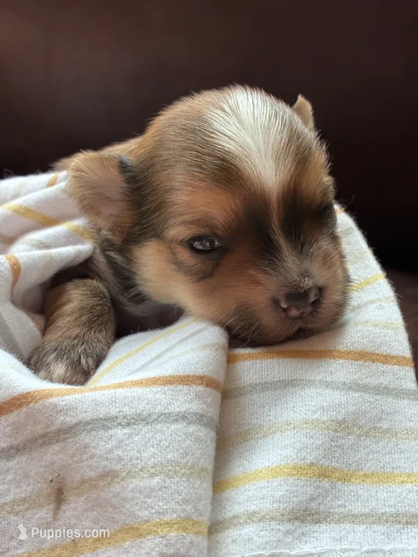 Cocoa – Yorkshire Terrier puppy for sale in Grass Valley, CA