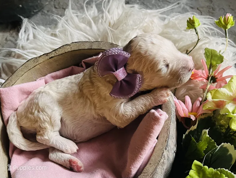 Opal – Goldendoodle puppy for sale in Grass Valley, CA