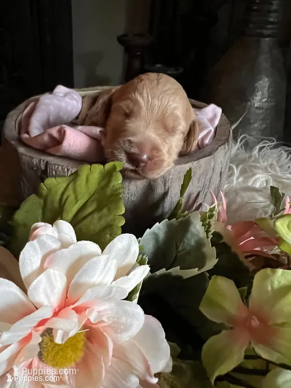 Maple – Goldendoodle puppy for sale in Grass Valley, CA