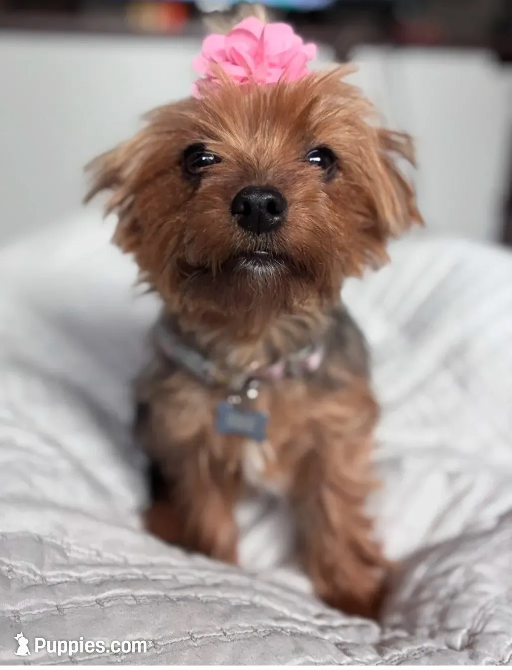 Snowflake, a female Yorkshire Terrier for sale in Grass Valley, CA – 4 of 5