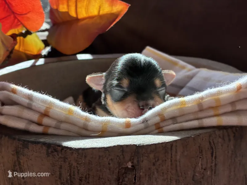 Mocha – Yorkshire Terrier puppy for sale in Grass Valley, CA