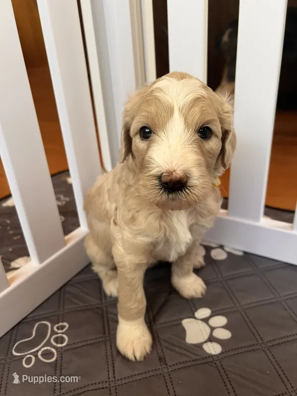 Meadow – Goldendoodle puppy for sale in Grass Valley, CA