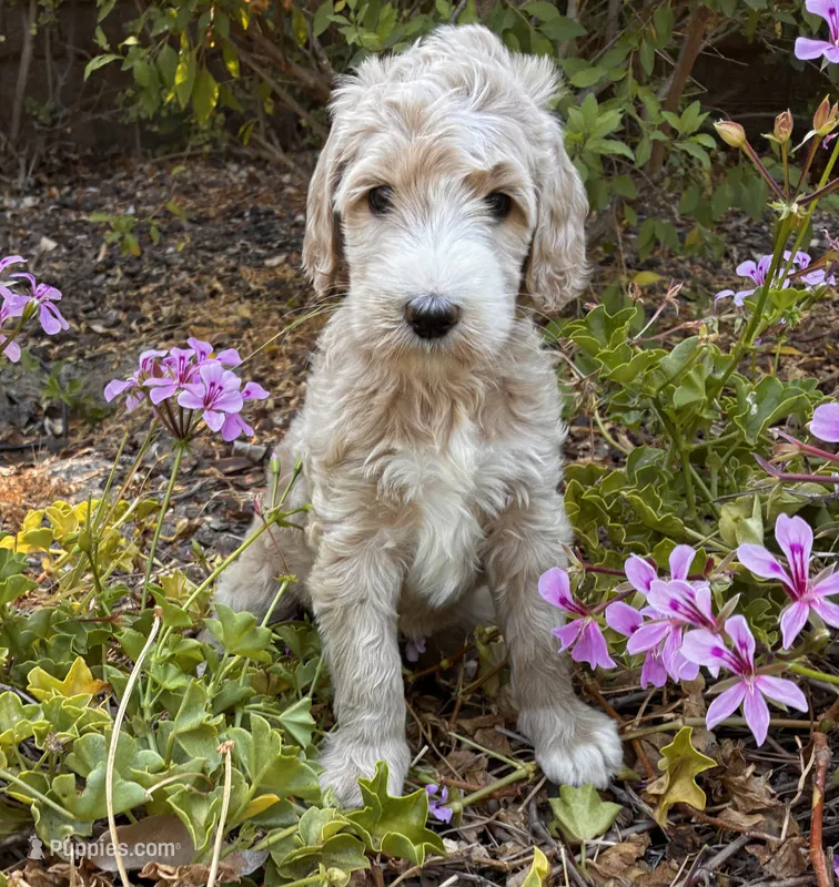 Willow – Goldendoodle puppy for sale in Grass Valley, CA