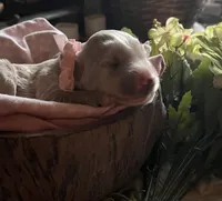 Meadow, a female Goldendoodle for sale in Grass Valley, CA – 4 of 6