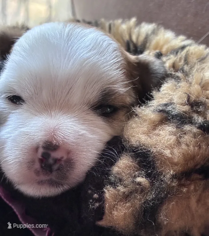 Snowflake – Yorkshire Terrier puppy for sale in Grass Valley, CA