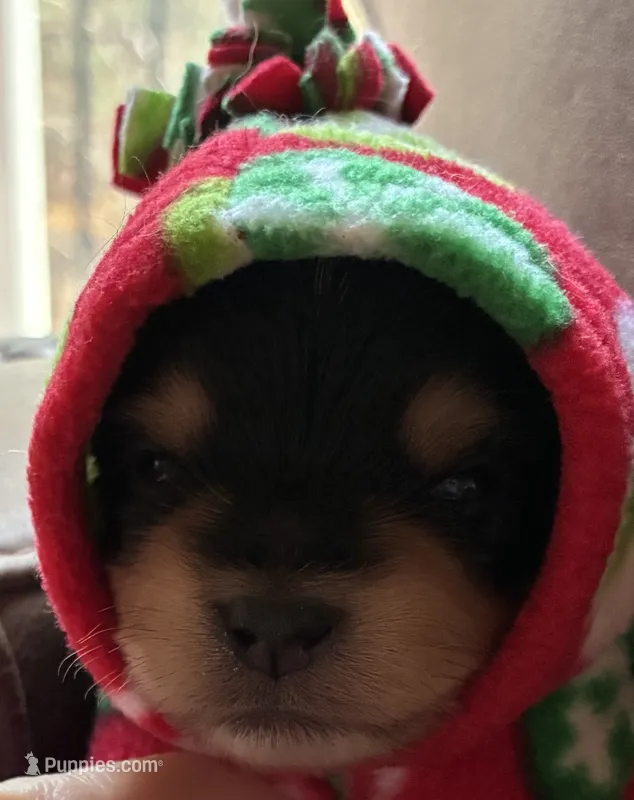 Pepper – Yorkshire Terrier puppy for sale in Grass Valley, CA