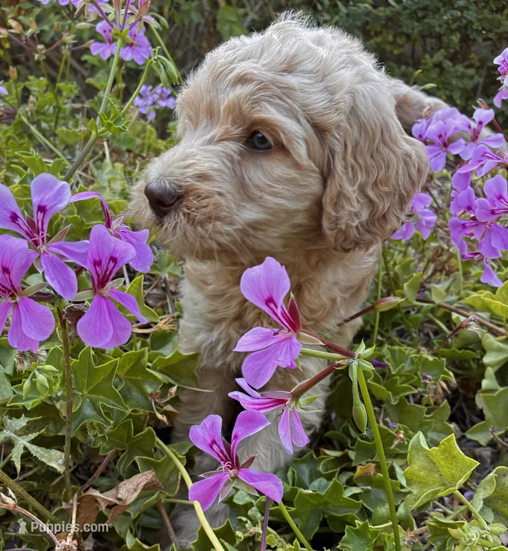 Maple – Goldendoodle puppy for sale in Grass Valley, CA