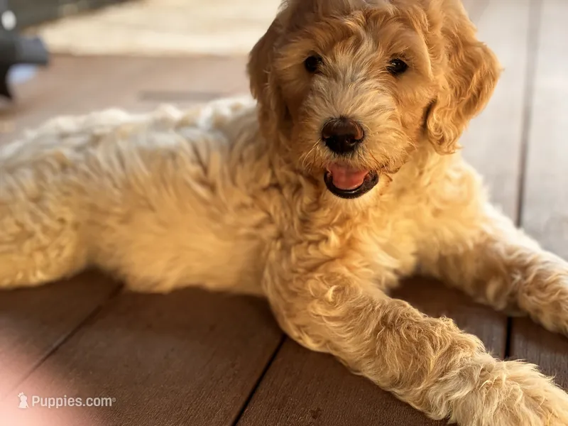 Meadow – Goldendoodle puppy for sale in Grass Valley, CA