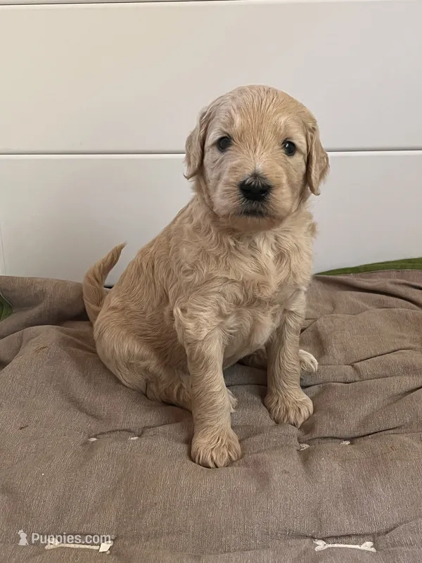 Aspen – Goldendoodle puppy for sale in Grass Valley, CA