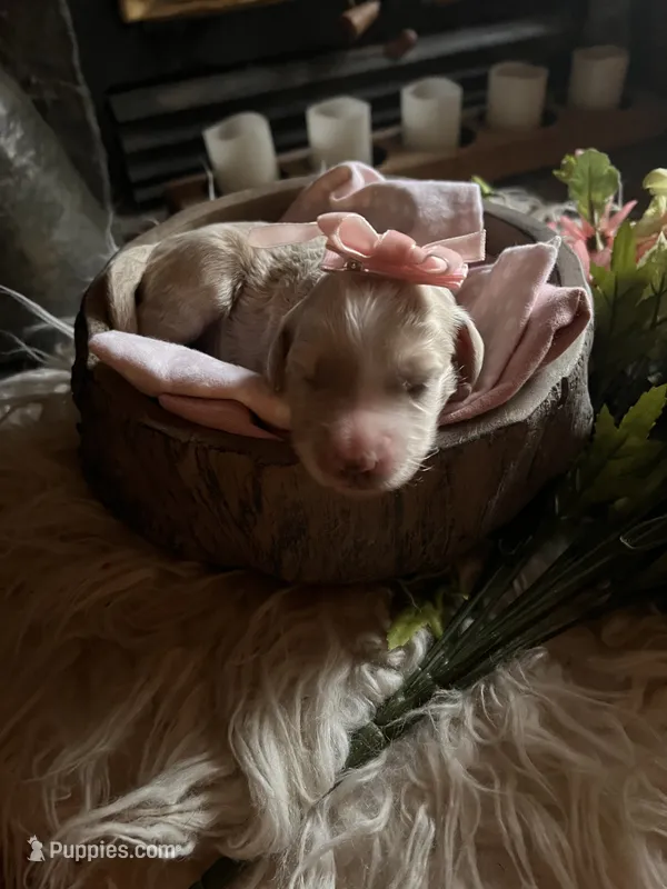 Meadow – Goldendoodle puppy for sale in Grass Valley, CA