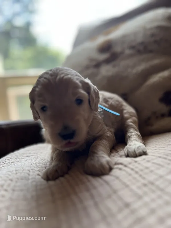 Aspen – Goldendoodle puppy for sale in Grass Valley, CA