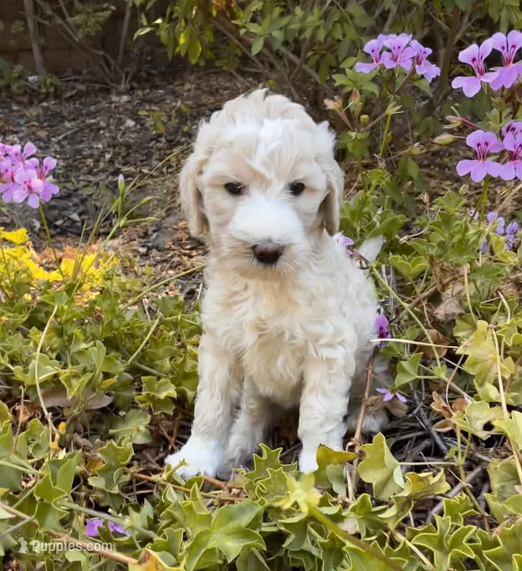Meadow – Goldendoodle puppy for sale in Grass Valley, CA