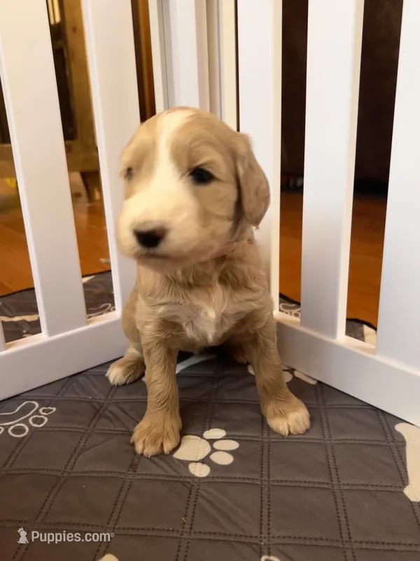 Willow – Goldendoodle puppy for sale in Grass Valley, CA