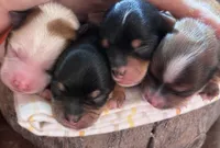 Mocha, a male Yorkshire Terrier for sale in Grass Valley, CA – 3 of 5
