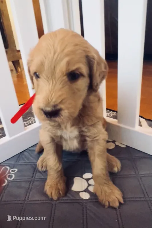 Maple – Goldendoodle puppy for sale in Grass Valley, CA
