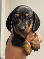 Clyde, a male Miniature Dachshund for sale in Harwood, TX – 2 of 3