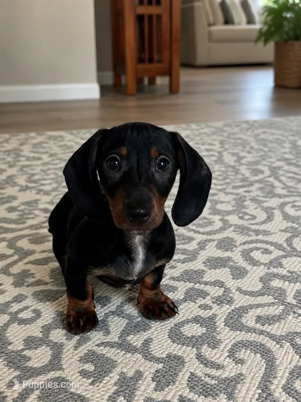 Clyde – Miniature Dachshund puppy for sale in Harwood, TX
