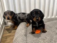 Clyde, a male Miniature Dachshund for sale in Harwood, TX – 3 of 3