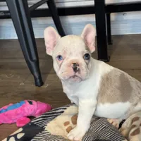 Gouda , a  Frenchton for sale in Harwood, TX – Photo 2 of 3