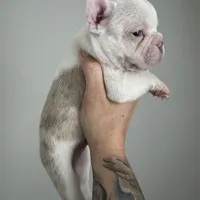 Gouda , a  Frenchton for sale in Harwood, TX – Photo 3 of 3