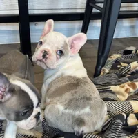 Gouda , a  Frenchton for sale in Harwood, TX – Photo 1 of 3