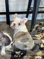 Gouda , a  Frenchton for sale in Harwood, TX – Photo 1 of 3